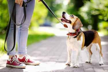 Obedient Beagle dog with his owner