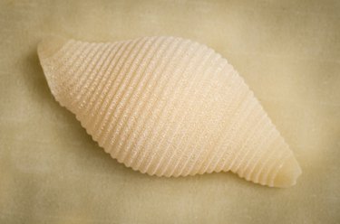 conchiglie pasta